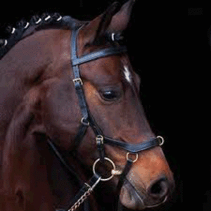 Bridon en cuir de cheval de qualité supérieure, hautement fiable, pour la course d'endurance - Tailles Full/Cob - Product Image 3