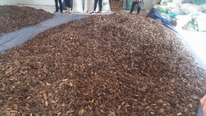 บริสุทธิ์แห้งโนนิผงสารสกัดจากผลไม้/Morinda Citrifolia 2021/ Ms วันหยุด - Product Image 3