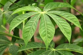 <strong>Cassava</strong> Hot - Product Image 3