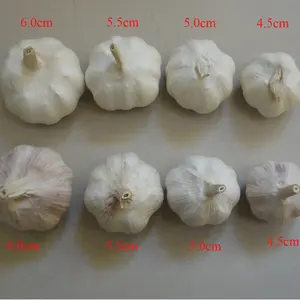 GOOD wholesale garlic buyers and fresh normal white garlic peeled garlic cloves price