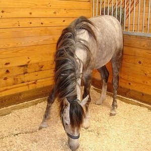 Copeaux de bois de pin pour l'engraissement des animaux - Product Image 1