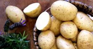 Natural Vietnamese <b>Fresh</b> <b>Potato</b> in Season 2021/Ms Holiday 0084 845 639639 - Product Image 3