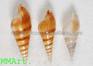 Suministros de Conchas Marinas al por Mayor, las Mejores Artesanías de la India - Product Image 2