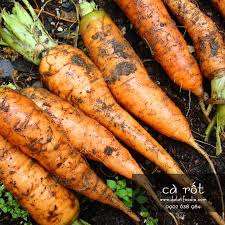 Zanahoria fresca de vietnam, zanahoria roja al mejor precio - Product Image 2