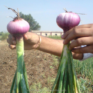 Impulsor de rendimiento de cultivos orgánicos, importador de cebolla en Singapur - Product Image 6