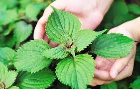 PERILLA verde SHISO de Vietnam - Product Image 6