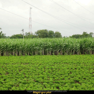 เครื่องเก็บเกี่ยวอ้อยในบังกลาเทศ,ผลิตภัณฑ์ชีวภาพประสิทธิภาพสูงสำหรับหวาน - Product Image 5