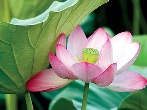 ดอกบัวอบแห้งนำเข้าจากเวียดนามบัวสดคุณภาพสูง - Product Image 5