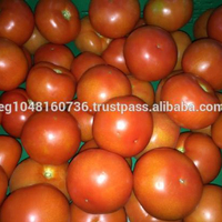 Tomat Roma Segar dari Mesir, Sayuran Segar