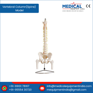 Columna Vertebral humana de Material PVC respetuoso con el medio ambiente, modelo de calidad superior con Pelvis y cabezas femeninas a precio barato - Product Image 2