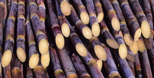 Caña de Azúcar de hielo, de Vietnam - Product Image 4