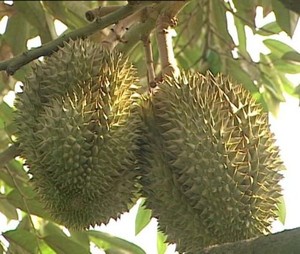 ทุเรียนแช่แข็งแบบพิเศษจากเวียดนาม-ผลไม้ทุเรียนสดจากเวียดนาม - Product Image 6