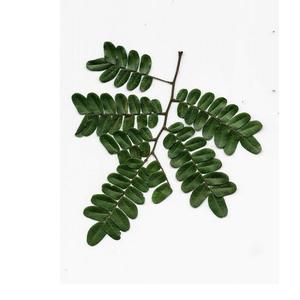 Huile essentielle de Copaïba au meilleur prix, 100% pure, arbre à thé et résine de Copaïba, huiles de soin de beauté, fournisseur OEM/ODM - Product Image 5