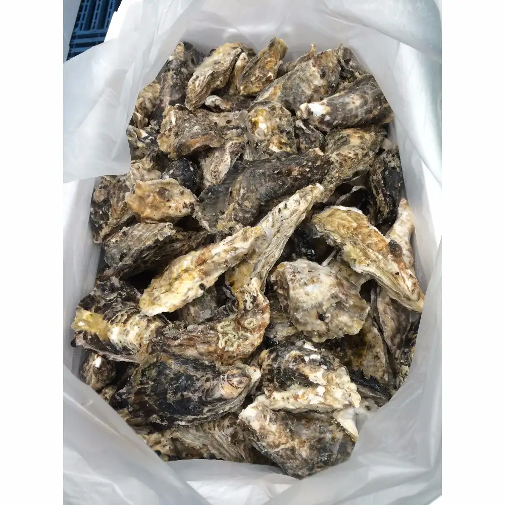 Wholesale frozen half shell oyster in shellfish with high quality