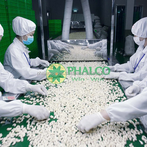 Nueces de Anacardo Origen Vietnam W320 - Product Image 2