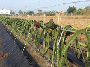 FRUTAS DE DRAGÓN FRESCAS DE VIETNAM Sophie - Product Image 6