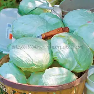 Wholesale Fresh Round Cabbage, Green Cabbage Purple Cabbage, vegetable, lettuce, garden