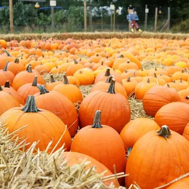 Qualité Naturel Frais Citrouilles