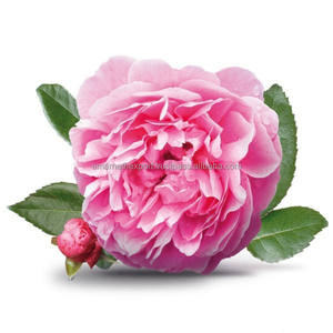 เทียนกุหลาบสำหรับสบู่เทียนความต้องการทั่วโลกน้ำมันกุหลาบ - Product Image 1