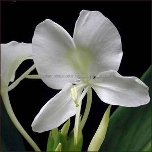 Reasonable Price Pure White Ginger Lily Absolute <b>Oil</b> Aromatherapy <b>Essential</b> <b>Oil</b> Gift <b>Set</b> Supplier White Ginger Lily Absolute <b>Oil</b> - Product Image 4