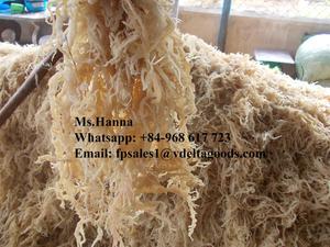สาหร่ายสปินโนซัม/ยูเซอุมะคอตตอน2 - Product Image 2
