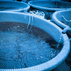 Organic Probiotic <b>Enzyme</b> Powder for Shrimp Hatchery Larvae Rearing <b>Feed</b> Additives Grade - Product Image 2