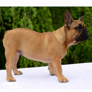 <span class=keywords><strong>Statue</strong></span> de <span class=keywords><strong>bouledogue</strong></span> français <span class=keywords><strong>anglais</strong></span>, Sculpture d'animaux en fibre de verre, taille de vie moderne, en résine - Product Image 3