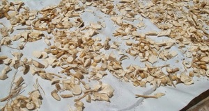 MEJOR PRECIO POLYSCIAS FRUTICOSA TÉ - Product Image 5