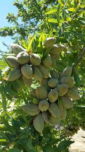 Amandes de Californie pour l'exportation - Product Image 5