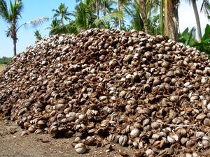Fibre de noix de coco brute de haute qualité 2018, ignifuge, grade A - Product Image 4