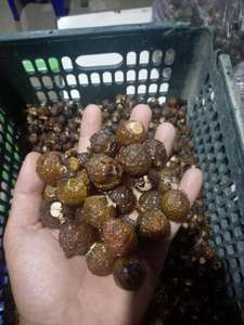 Mejor Proveedor de Nuez de Jabón al por Mayor con el Mejor Precio - Product Image 6