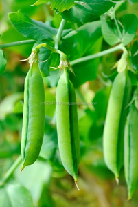 Poudre d'engrais organique pour la culture du blé à base de plantes à libération contrôlée pour l'application des cultures - Product Image 5