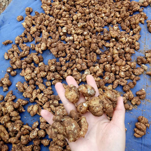 GALANGA/KAEMPFERIA GALANGA DE ALTA CALIDAD DE VIETNAM - Product Image 1