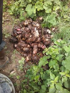 Compradores de fertilizantes orgánicos, estimulador del crecimiento de raíces para la Agricultura de yuca - Product Image 5