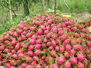 SOBRE CULTIVO FRUTA DRAGÓN FRESCA-ORIGEN DE VIETNAM - Product Image 4