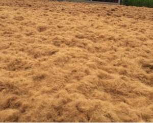 ใยมะพร้าวเวียดนามใช้คุณภาพดีที่สุดสำหรับการผลิตที่นอนและเชือกประโยชน์หลายอย่างจากเวียดนาม - Product Image 1