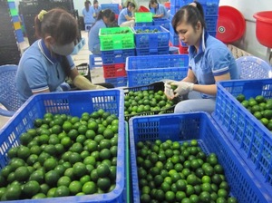 LIMONES Y LIMAS FRESCAS SIN SEMILLAS DE VIETNAM - Product Image 6