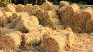 Balles de paille de riz du Vietnam bon marché pour l'alimentation animale/l'engraissement/les champignons - Product Image 2