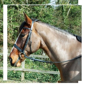 เชือกบังเหียนหนังม้าสายบังเหียนแบบคล้องคอสายรัดสำหรับขี่ม้าวัสดุโรงงานผลิตตามฤดูกาล - Product Image 5