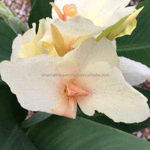 Reasonable Price Pure White Ginger Lily Absolute <b>Oil</b> Aromatherapy <b>Essential</b> <b>Oil</b> Gift <b>Set</b> Supplier White Ginger Lily Absolute <b>Oil</b> - Product Image 3