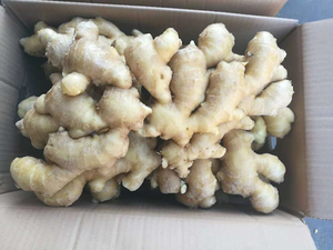 Nueva Cosecha de Raíz de Jengibre Orgánico de Alta Calidad, Secado al Aire, 10 kg, Grado Alimenticio para Exportación - Suministro al por Mayor - Product Image 5