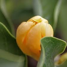 100% Pure Natural Nag Champa Premium <b>Perfume</b> Oil High Quality <b>Attar</b> for Scent Lovers - Product Image 5