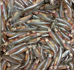 ปลากะตักตากแห้งแบบพรีเมี่ยมจากเวียดนามปลากะตักตากแดดขนาดเล็กสำหรับขายในราคาโรงงาน // Ms. Beatrix - Product Image 5