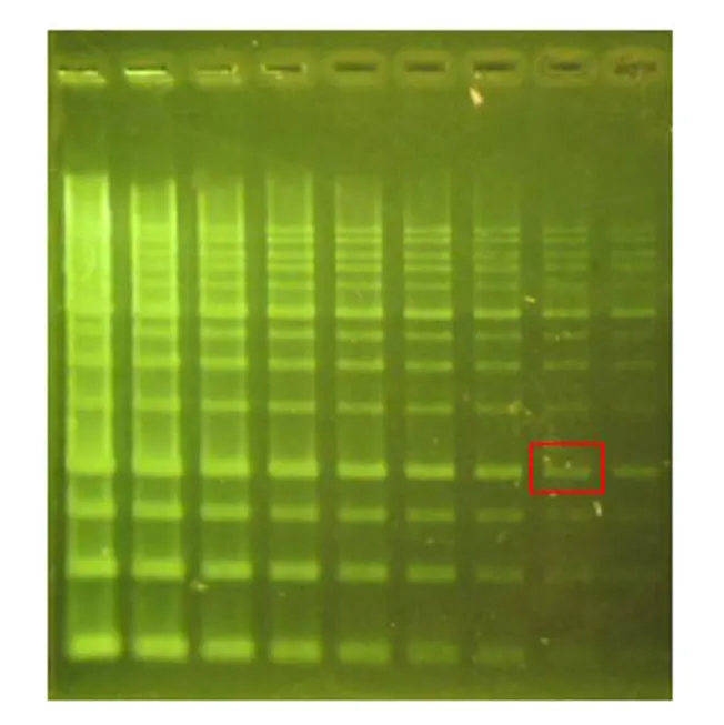 Новый зеленый плюс 20000X, двухступенчатый ДНК-защитный реагент для пятен