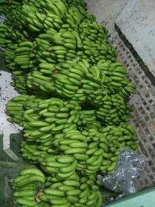 FRAIS BANANA_VIETNAM_GREEN_MOST PRIX - Product Image 3