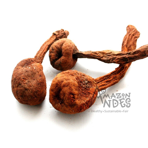 Poudre de Huanarpo Macho de la meilleure qualité avec services OEM à un prix économique en provenance du Pérou - Product Image 1