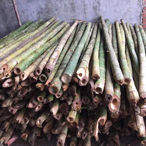 Green Color Bamboo Cane at Best Price in Kanchanpur