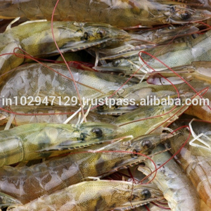 Camarones alimentar los probióticos - Product Image 5