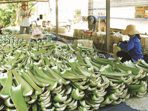 Aloevera-Polvo de fabricación en Vietnam - Product Image 6