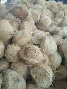 มะพร้าวกึ่งเปลือกมะพร้าวผู้ใหญ่ของเวียดนาม (WS: 0084987731263) - Product Image 5